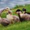 Duckling shaking off water, Little Elm, Texas