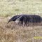 Oso palmero en el llano colombiano