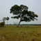 Andira surinamensis