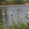 Gavanes de pesca