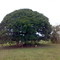 Andira surinamensis