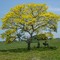 Flor Amarillo, Tabebuia ochracea