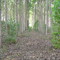 Plantaciones Forestales