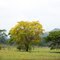 Amarillo Cundinamarca
