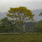 Falso Cabo de Hacha (Platypodium elegans),  Maya, Cundinamarca