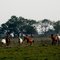 Caballos en el fundo Vida Tranquila