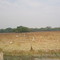 Garzas cerca a Trinidad Casanare