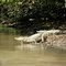 Caimanes