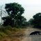 oso palmero en la vía a Cabuyaro