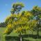 Mas Amarillo Tauramena Casanare
