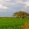 Naturaleza