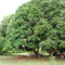 Mangos, Villa de San Andrés, Aguachica