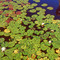 Lilly Pond with Goldfish and Windmill