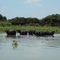 bufalos de agua en la cienaga del sahaya, pelaya,cesar