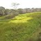 cienaga en Regidor - Sur de Bolivar