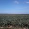 Plantacion de Piña - Simaña, cesar