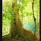 BOSQUE DE AGUIL