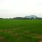 Rice field near Badillo