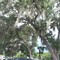 Spanish Moss
