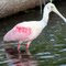 roseate spoonbill