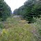 Old Wooden Powerlines Running Through the Forest