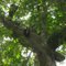 arbol de caracoli aguas blancas