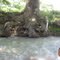 arbol de caracoli aguas blancas