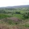 Plantación de caucho clonado en la vereda villa la paz.