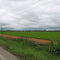 campos de arroz