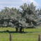 EL ARBOL EMBRUJADO