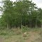 Cor. Bosques del Futuro S.A (Kanguroid)