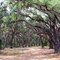 Oak Hammock in Bull Creek