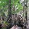 Maple Tree Roots on Old Cypress Stump