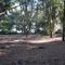 Oak Grove Near Creek