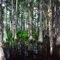 Inside Cypress Dome. Williams Road, Three Lake W.M.A.