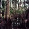 Treeline