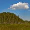 Cypress Dome #5