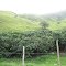 Algeciras