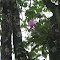 ORQUIDEA