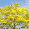 LLUVIA DE ORO