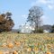 Pumpkins at Belleview