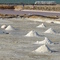 Las salinas