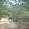 Bosque Guajiros