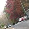 fall at clarkston