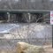 South River Shoals