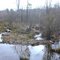 Wetlands near South Dekalb PATH Trail