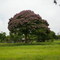 Arenillo, Pilón (Andira surinamensis) en Flor