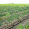 Semillero de cultivo de caucho