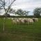 Toretes en Hda Las Corocoras