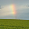 Arco Iris sobre cultivo de Arroz